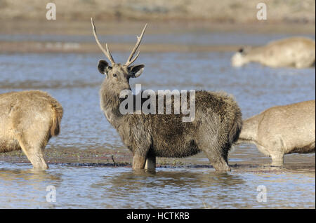 - Rucervus duvaucelii Barasingha Banque D'Images