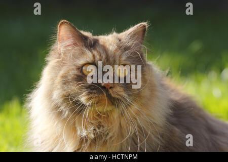 British longhair, cat Banque D'Images
