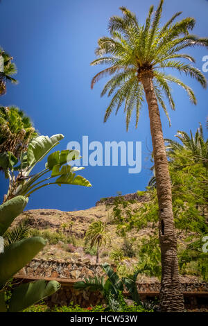 Tall paltree croissant dans le jardin botanique tropical à Gran Canaria, Îles Canaries, Espagne Banque D'Images