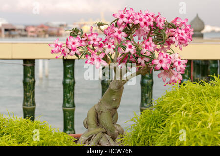 Un jardin de bonsaïs de bougainvillées rose, l'île de Penang, Malaisie Banque D'Images