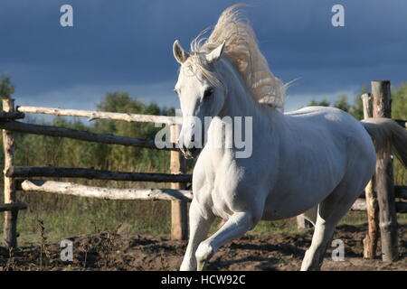 Arabian Mare blanche galopante avec la crinière, le Mare, Arabe Banque D'Images