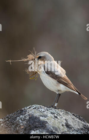 Traquet motteux / Steinschmaetzer ( Oenanthe oenanthe ) transportant le matériel du nid dans son bec, perché sur un rocher. Banque D'Images