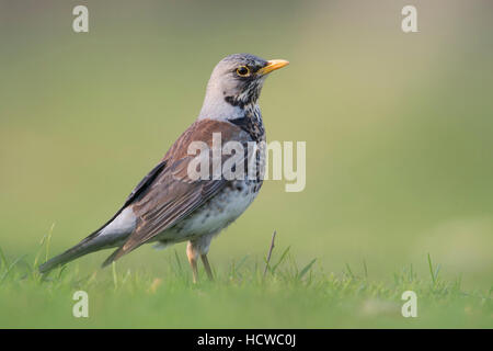 ( F ) Fieldfare Turdus en robe de reproduction, debout sur le sol, l'herbe, regardant attentif, un faible point de vue. Banque D'Images