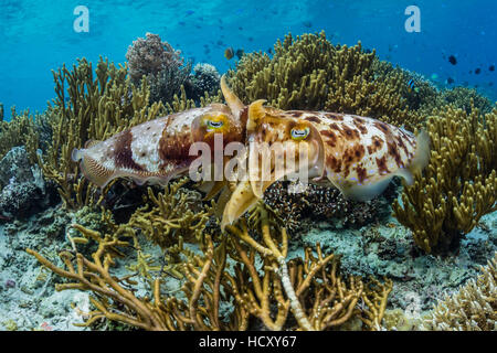 Broadclub adultes seiche (Sepia latimanus) l'accouplement sur l'île de Sebayur, la mer de Flores, en Indonésie Banque D'Images