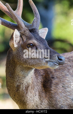 Buck adultes Timor Oriental rusa deer (Cervus timorensis) dans la région de Velvet sur Rinca Island, Indonésie Banque D'Images