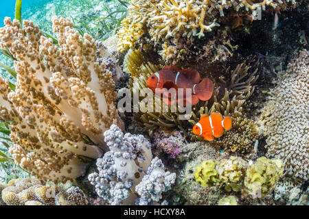 Spinecheek adultes poisson clown (Premnas biaculeatus), l'île de Sebayur, le Parc National de Komodo, Flores, Indonésie Mer Banque D'Images