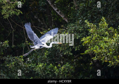 Des profils Cocoi Heron (Ardea cocoi) en vol sur la rivière Pacaya, haut bassin du fleuve Amazone, Loreto, Pérou Banque D'Images