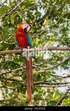 Des profils ara rouge (Ara macao), Parc National de l'Amazonie, Loreto, Pérou Banque D'Images