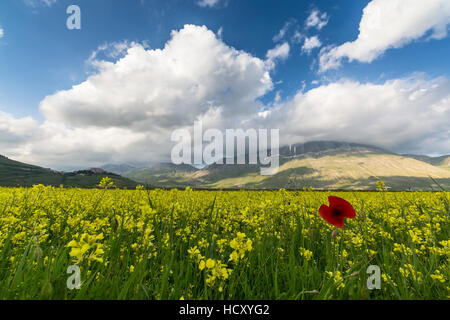 Floraison de fleurs jaunes et rouges coquelicots, Castelluccio di Norcia, Province de Pérouse, Ombrie, Italie Banque D'Images