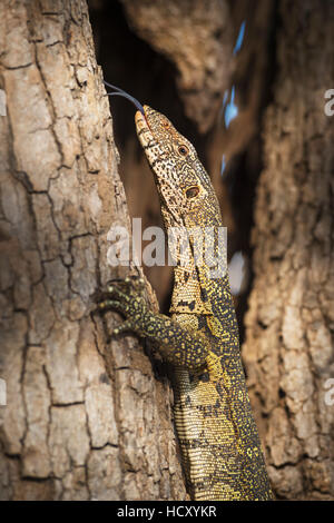 Moniteur du Nil (Varanus niloticus), Zambie, Afrique Banque D'Images