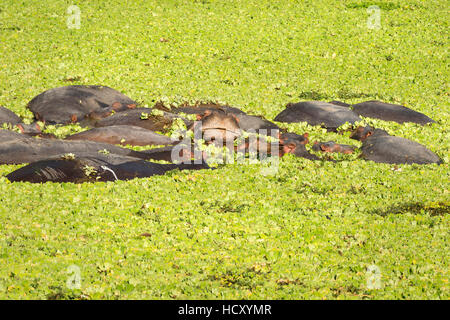 Hippopotame (Hippopotamus Amphibious), Zambie, Afrique Banque D'Images