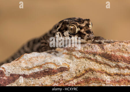 Teratolepis fasciata Viper (Gecko), Pakistan Banque D'Images