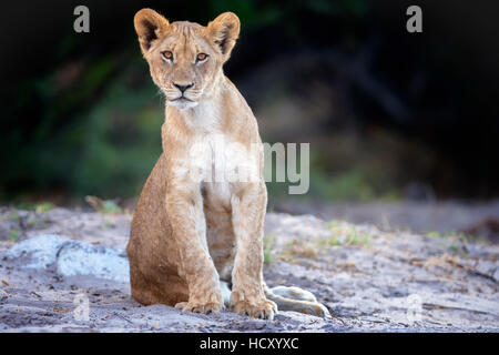 Lion cub, Chobe National Park, Botswana, Africa Banque D'Images