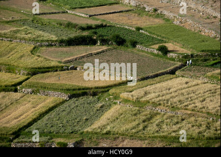 Des champs de blé dans la vallée du Panshir, en Afghanistan Banque D'Images