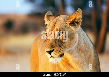 Lioness (Panthera leo), Kgalagadi Transfrontier Park, Kalahari, Northern Cape, Afrique du Sud, l'Afrique Banque D'Images