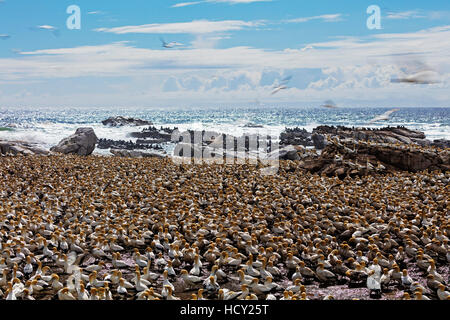 Cape de Bassan (Morus capensis), Lambert's Bay colonie de fou de bassan, Western Cape, Afrique du Sud, l'Afrique Banque D'Images