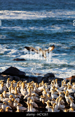 Cape de Bassan (Morus capensis), Lambert's Bay colonie de fou de bassan, Western Cape, Afrique du Sud, l'Afrique Banque D'Images