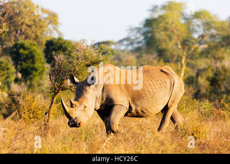Le rhinocéros blanc (Ceratotherium simum), Kruger National Park, Afrique du Sud, l'Afrique Banque D'Images
