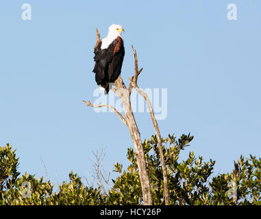 La mer d'Afrique blanche (Haliaeetus vocifer), de Sainte-Lucie Isimangaliso Wetland Park, l'UNESCO, Kwazulu-Natal, Afrique du Sud, l'Afrique Banque D'Images