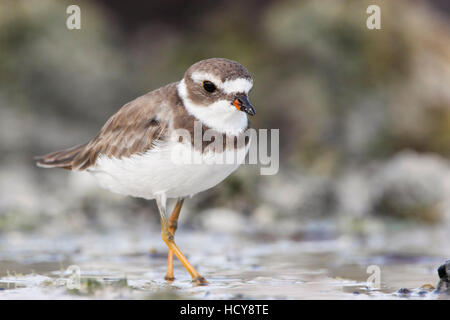 Pluvier semipalmé (Charadrius semipalmatus) sur la plage, Curry Hammock State Park, Florida, USA Banque D'Images