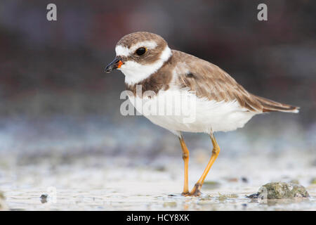 Pluvier semipalmé (Charadrius semipalmatus) sur la plage, Curry Hammock State Park, Florida, USA Banque D'Images