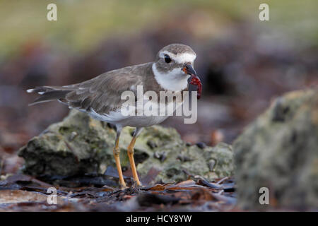 Pluvier semipalmé (Charadrius semipalmatus) sur la plage, Curry Hammock State Park, Florida, USA Banque D'Images