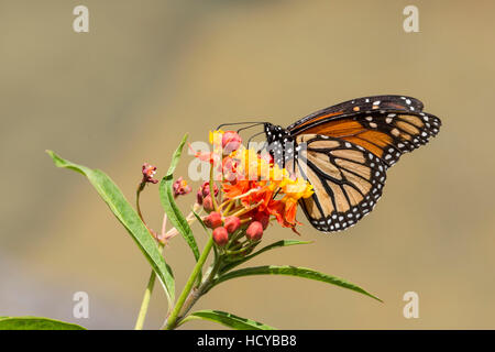 Le monarque (Danaus plexippus), l'alimentation sur une fleur jaune près de Panajachel, Guatemala. Vue de côté. Banque D'Images