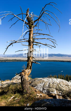 Vieil arbre images Jenny Lake, Inspiration Point, Cascade Canyon, Parc National de Grand Teton, Wyoming, USA Banque D'Images