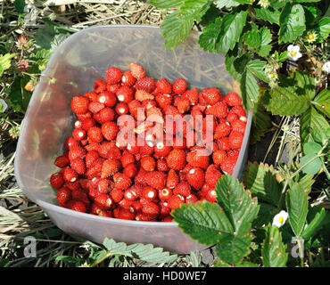 Beaucoup de fraises sauvages fraîchement récolté juteux Banque D'Images