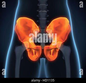 Anatomie de l'os de la hanche Banque D'Images