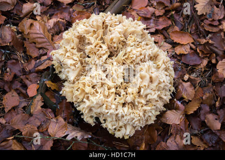 Un gros champignon qui ressemble à un chou-fleur Banque D'Images