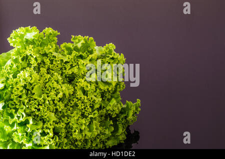 Green feuilles de laitue salade Banque D'Images