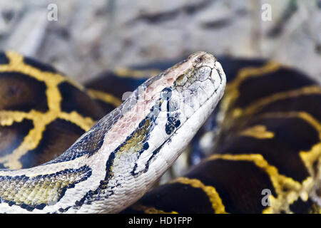 Photo de python réticulé chef close up Banque D'Images