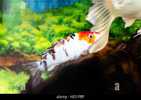 Photo de poissons Cyprinus carpio koi dans l'aquarium Banque D'Images