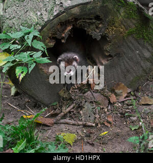 Le putois d'Europe (Mustela putorius) tirant dans une litière sèche comme de l'herbe et des feuilles mortes en nid, réalisés en tronc d'arbre creux dans la forêt Banque D'Images