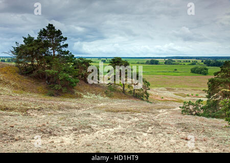 Dunes intérieures par Klein Schmölen près de l'Elbe, Parc Naturel de la vallée de l'Elbe à Mecklenburg / Mecklenburgisches Elbetal, Mecklenburg-Vorpommern, Allemagne Banque D'Images