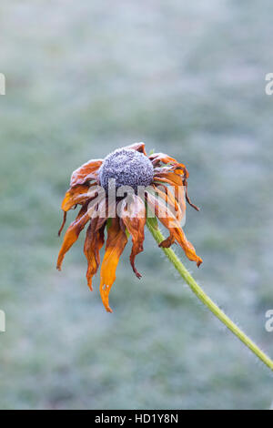Rudbeckia 'Cappuccino' Fleur couverts dans un gel Banque D'Images