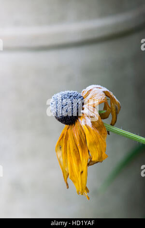 Rudbeckia fleur l'objet d'un gel Banque D'Images