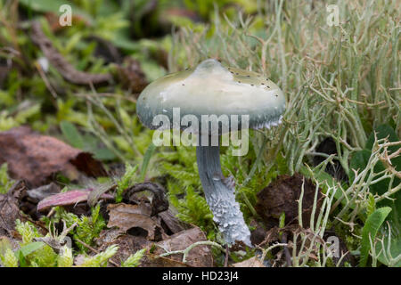 Grünblauer Träuschling Träuschling Braunsporiger, Blauer, Träuschling, Stropharia caerulea, Stropharia cyanea, Bleu Roundhead Banque D'Images