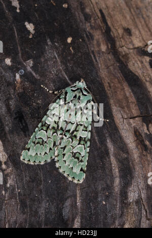 Grüne Eicheneule Aprileule Griposia aprilina,,, Dichonia aprilina, Merveille-du-jour, Eulenfalter, Noctuidae, noctuelles noctuelles moth Banque D'Images