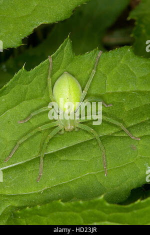 Grüne, Huschspinne Weibchen Micrommata virescens, Micrommata, rosea, Micrommata roseum, vert, green spider spider huntsman Banque D'Images