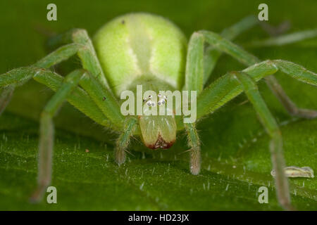 Grüne, Huschspinne Weibchen Micrommata virescens, Micrommata, rosea, Micrommata roseum, vert, green spider spider huntsman Banque D'Images