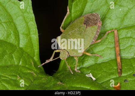 Grüne Stinkwanze, Palomena prasina, Green Shield bug commun Banque D'Images