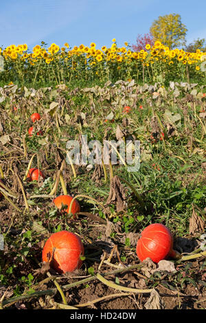 Hokkaidokürbis, Anbau gemeinsam mit Sonnenblume, Hokkaido-Kürbis, Hokkaido - Hokaidokürbis Hokaido-Kürbis Kürbis,,,,, Riesen-Kürb Riesenkürbis Hokaido Banque D'Images