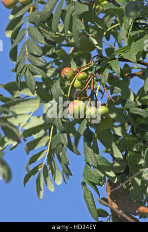 Speierling, Früchte, Sorbus domestica, arbre, Cormier Service Banque D'Images