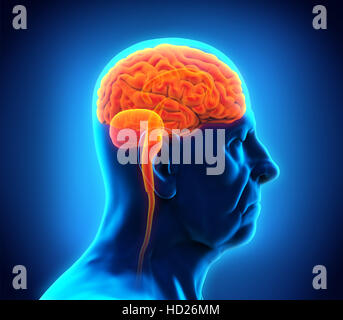 L'anatomie du cerveau des hommes âgés Banque D'Images