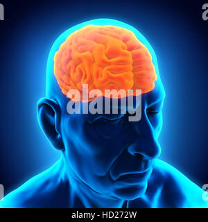 L'anatomie du cerveau des hommes âgés Banque D'Images