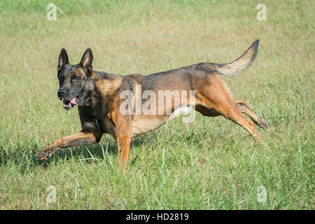 Chien Malinois belge Banque D'Images