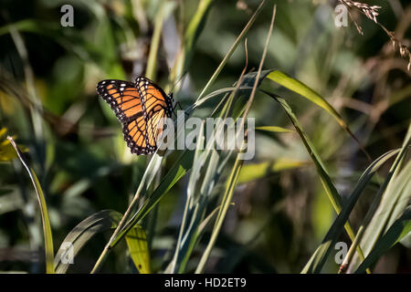 Un vice-roi butterfly trouvés dans une verdure. Banque D'Images