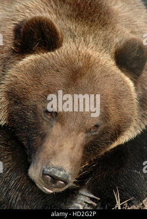 Au repos de l'ours grizzli, Portrait, Parc de Denali, en Alaska. Banque D'Images